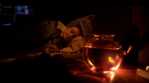 The Luminous Fish Effect The Luminous Fish Effect